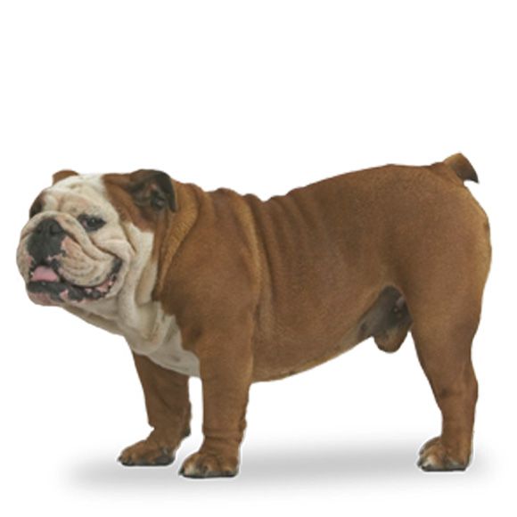 Engelse Bulldog informatie over de Engelse Bulldog Royal Canin