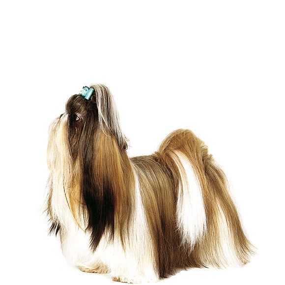 Shih Tzu Karakter En Eigenschappen Van Een Shih Tzu Royal Canin