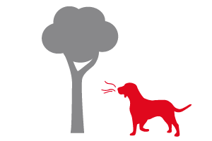 Hond naast boom