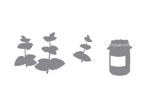 Kattenkruid