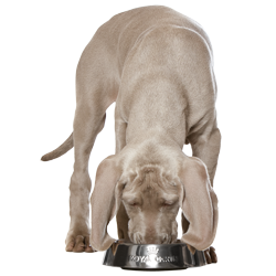 Kauwen op droogvoer voor een schoon gebit van je pup