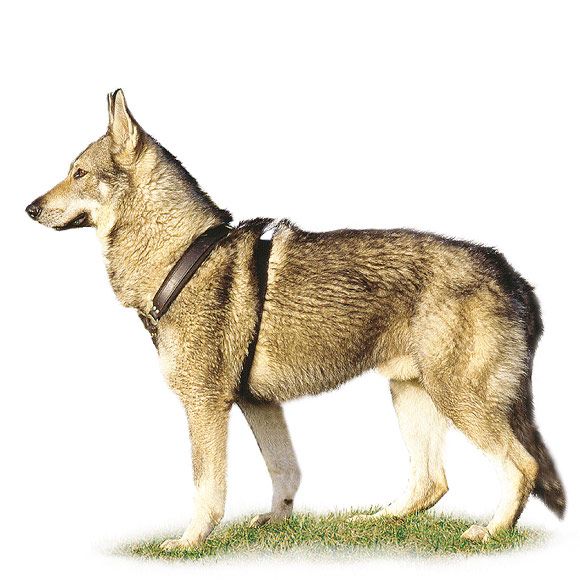 tsjechoslowaakse wolfhond - informatie over de tsjechoslowaakse