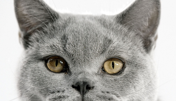 Royal Canin Brits Korthaar