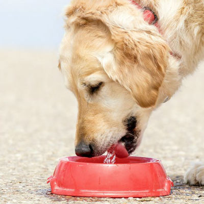 Heeft voeding invloed op de spijsvertering van mijn hond?
