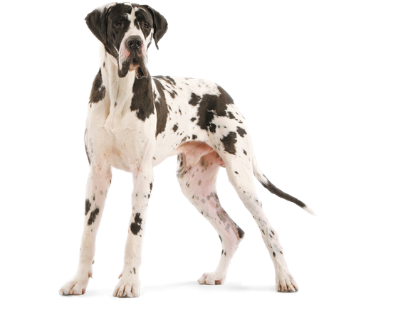 Duitse Dog voer - Rasspecifiek voer voor de Duitse Dog | Royal Canin