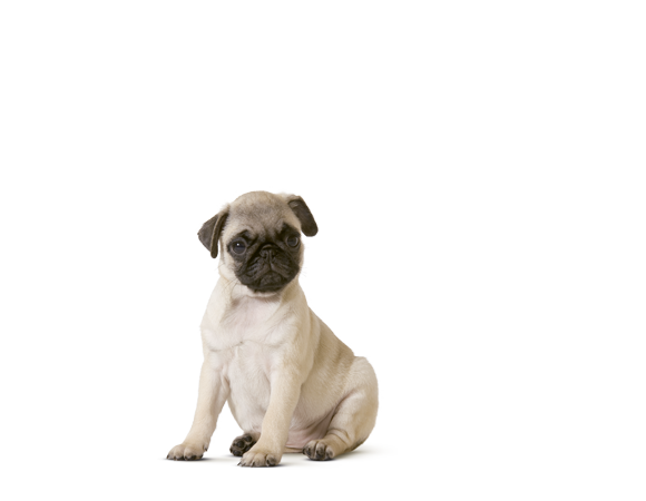 pug (mopshond) puppy - producten | royal canin