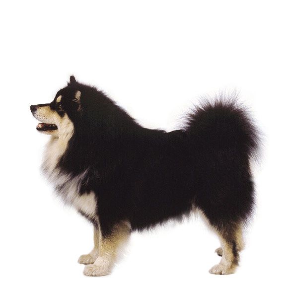 finse lappenhond - informatie over de finse lappenhond | royal canin