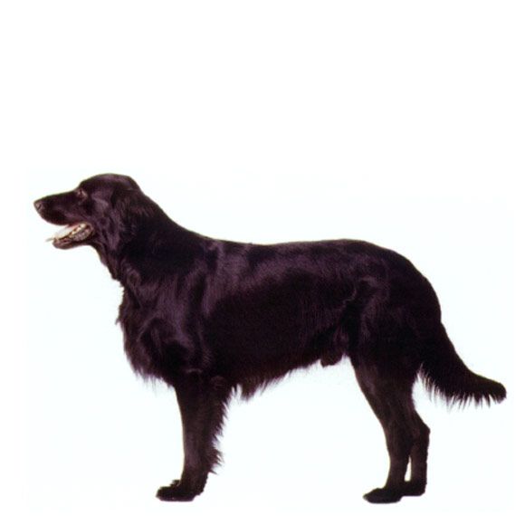 Flatcoated Retriever informatie over de Flatcoated Retriever Royal