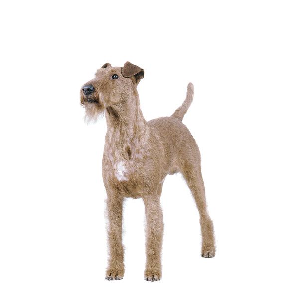 ierse terriër - informatie over de ierse terriër | royal canin
