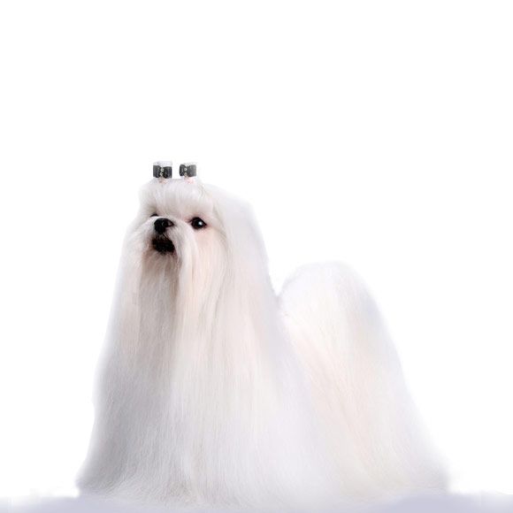 maltezer - informatie over het karakter van de maltezer | royal canin