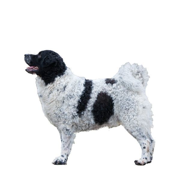 Wetterhoun informatie over de Wetterhoun Royal Canin