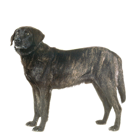 Cão de Castro Laboreiro informatie over de Cão de Castro Laboreiro Royal Canin