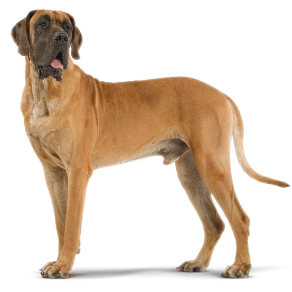 Duitse dog (Deense dog) karaktereigenschappen | Royal Canin