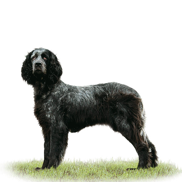 Épagneul Bleu de Picardie informatie over de Épagneul Bleu de