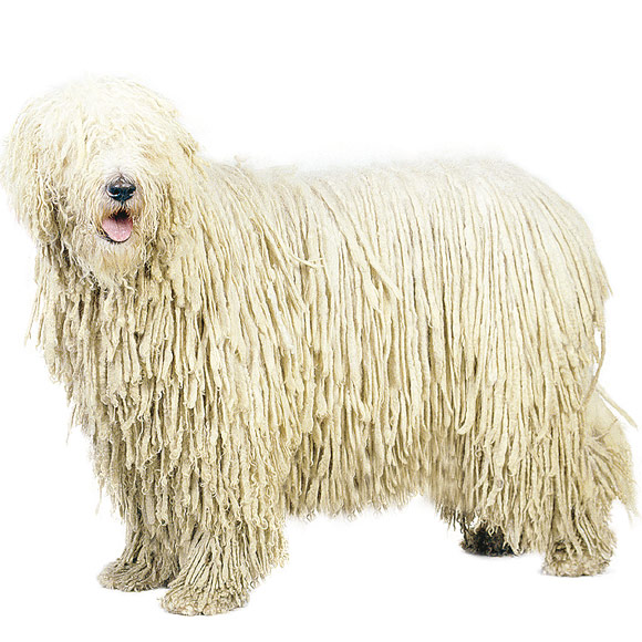 Komondor - informatie over de Komondor | Royal Canin