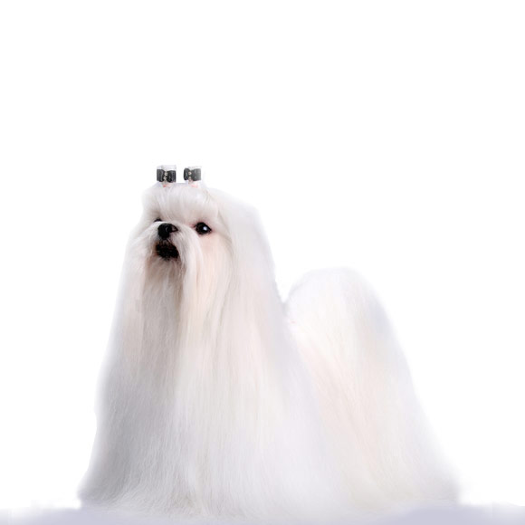Maltezer - informatie over het karakter van de Maltezer | Royal Canin