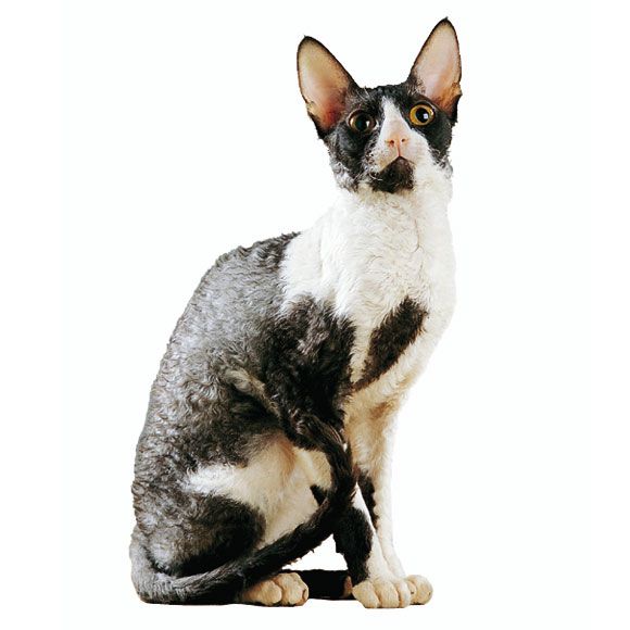 Cornish Rex Informatie Over De Cornish Rex Royal Canin