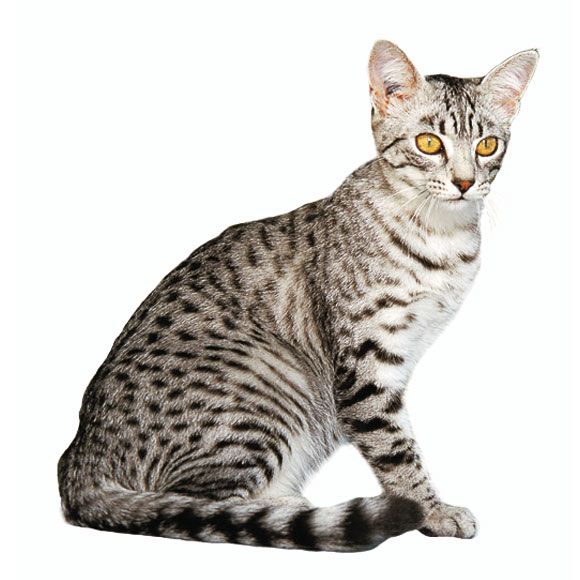 Egyptische Mau informatie over de Egyptische Mau Royal Canin