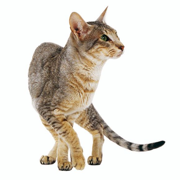 oosters korthaar - informatie over de oosters korthaar | royal canin