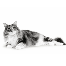 Hoe oud is mijn kat in mensenjaren?