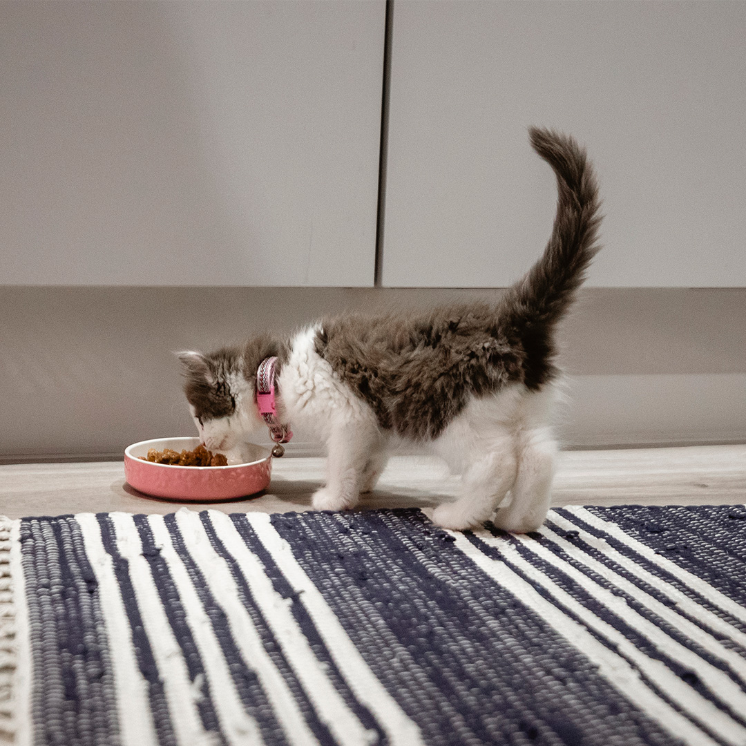 Welke voeding haal je in huis voor je kitten?