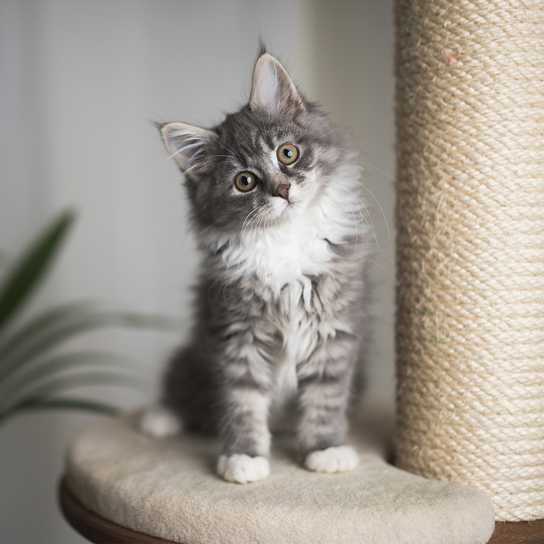 Je kittens ontwikkeling tot zijn komst