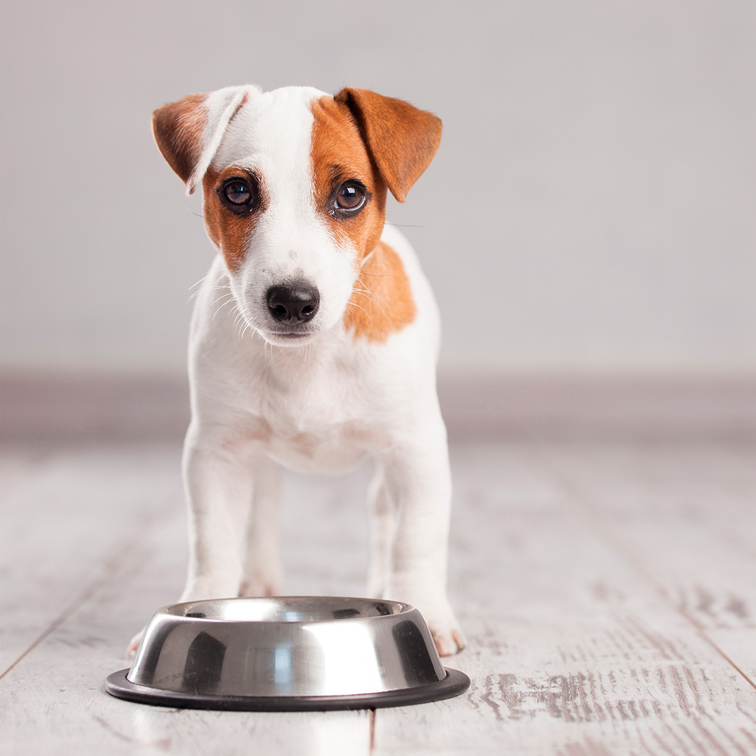 Welke voeding haal je in huis voor je pup?