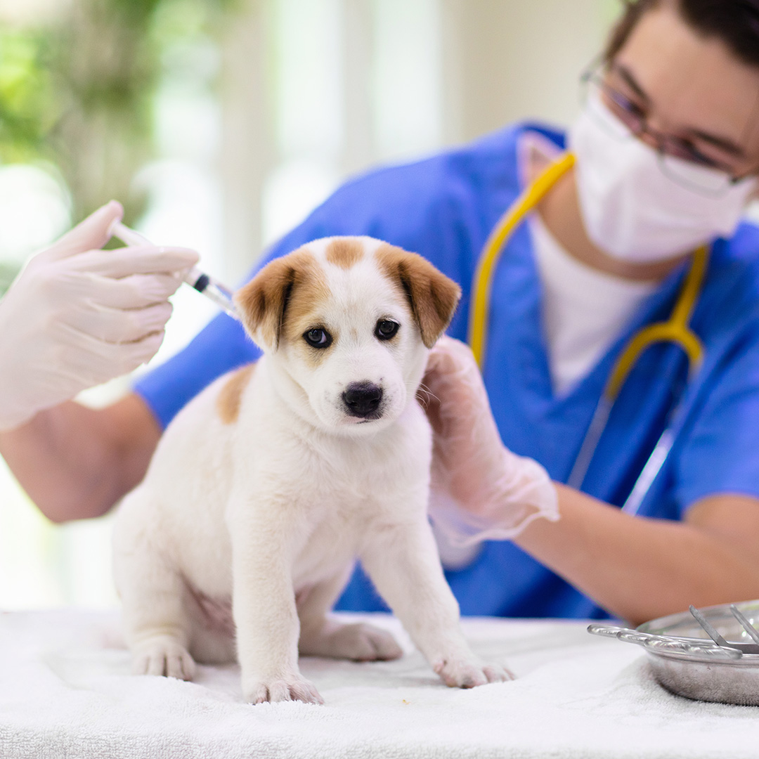 Vaccineer je puppy op tijd!