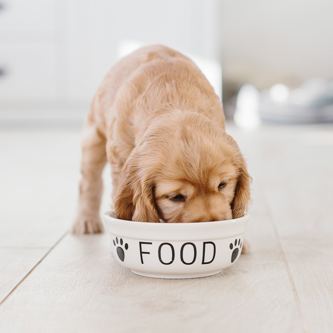 Het belang van speciale puppyvoeding