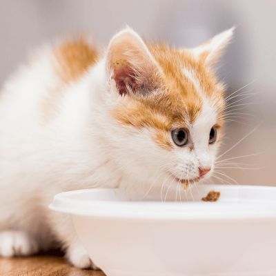 Van kitten tot kat - voer in de groeiperiode