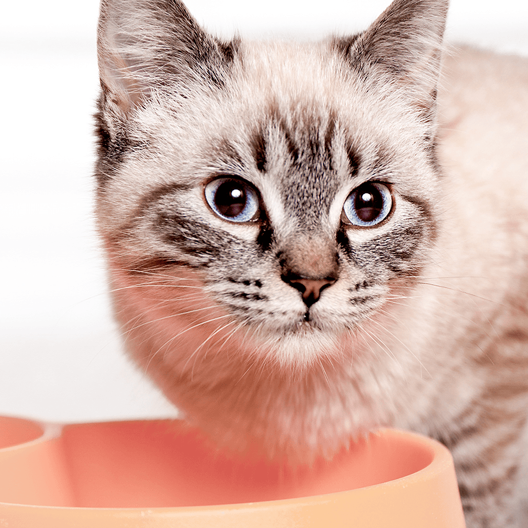 Kittenvoer lees artikelen over kitten eten en voeding voor jouw kitten Royal Canin
