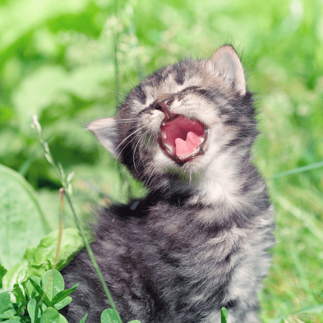 Wat vertelt je kitten met geluid?