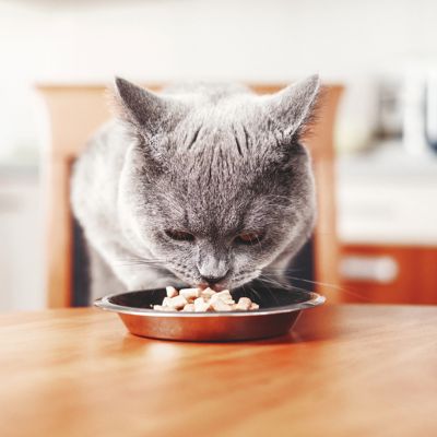 Hoeveel mag mijn kat eten?