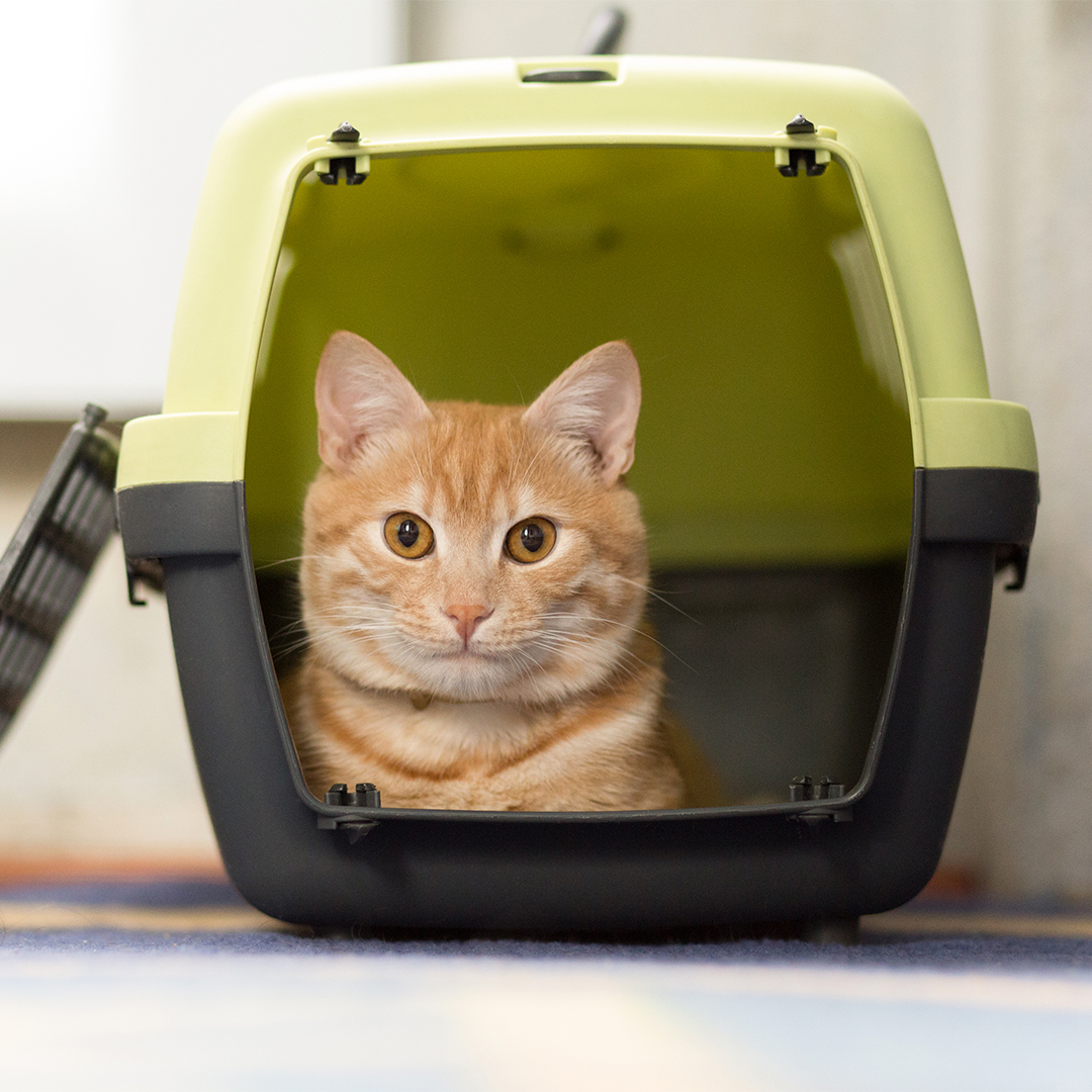 10 tips om je kat stressvrij te vervoeren