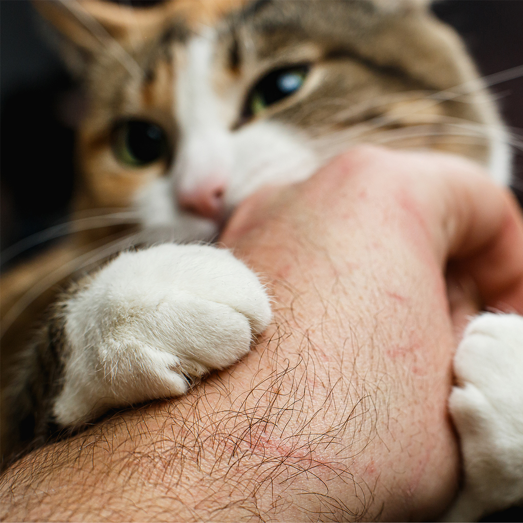 Ai, mijn kat krabt mij