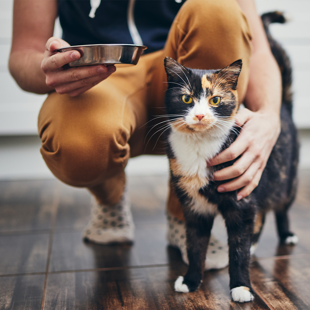 Hoe kan ik mijn kat vaker voeren?