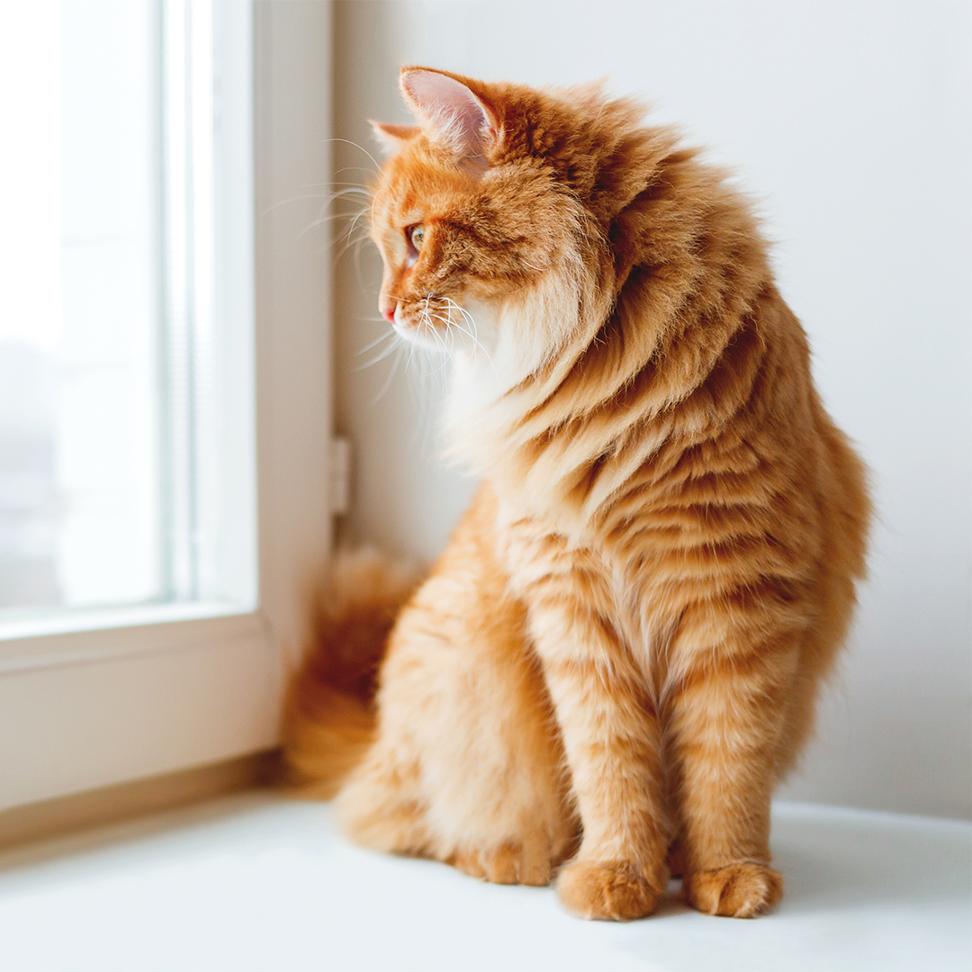 Hoe lang kan een kat alleen zijn?