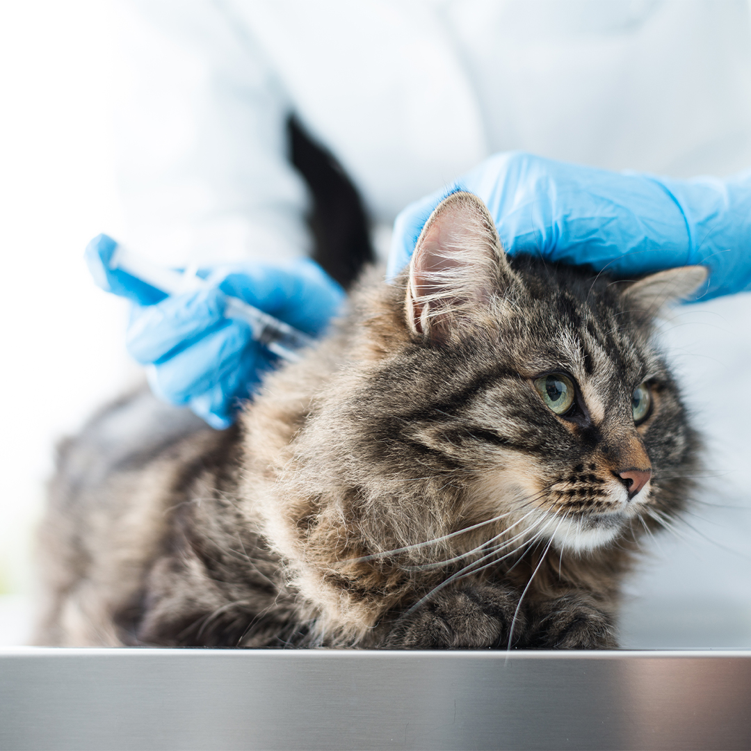 Hoe vaak moet ik mijn kat vaccineren?