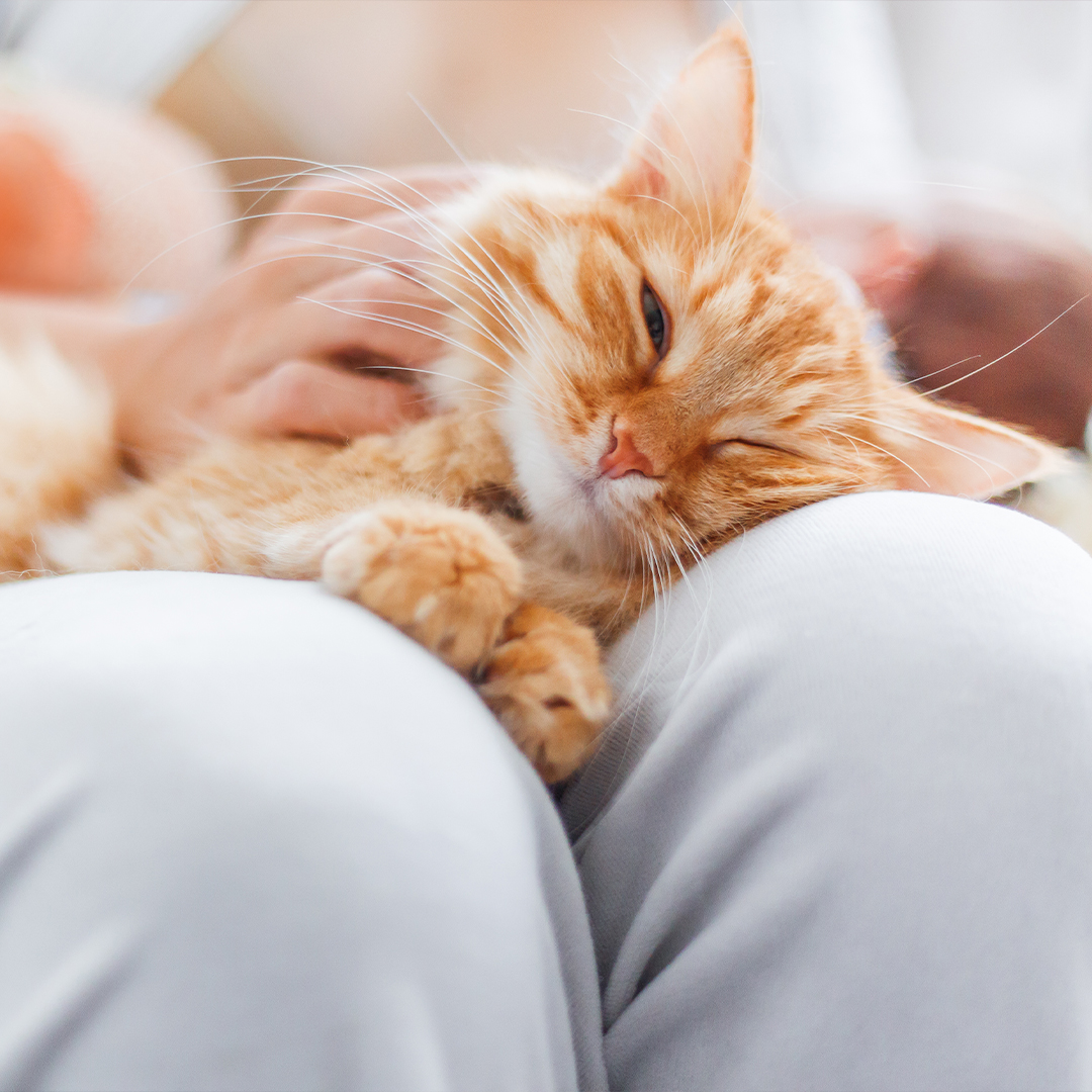 Je kat verwennen? Doe het verantwoord!