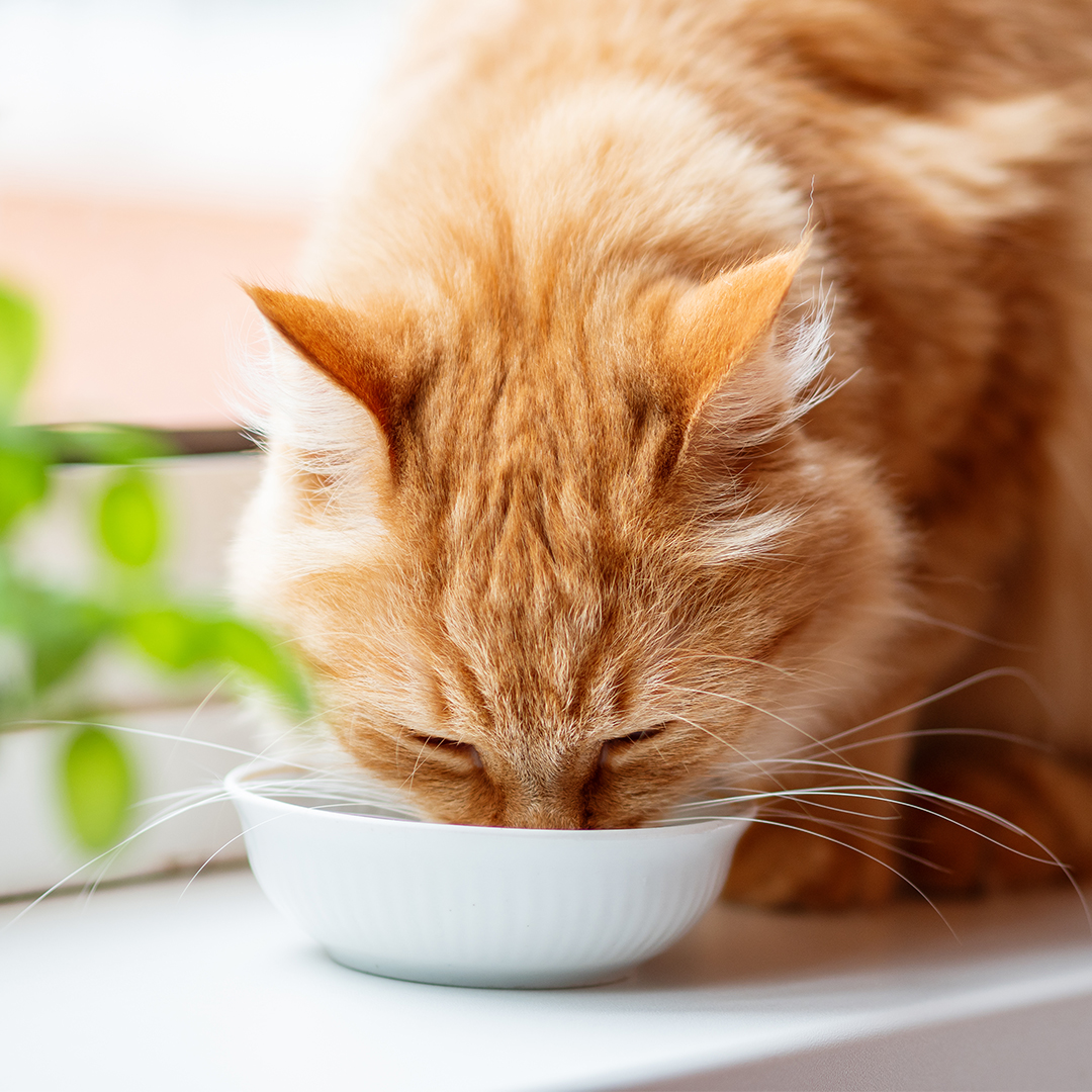 Kattenvoeding voor binnen- en buitenkatten