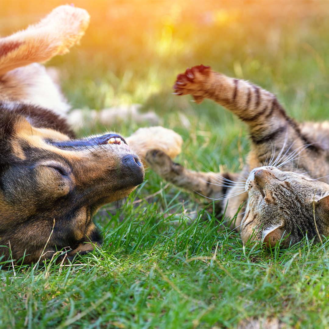 Kunnen katten en honden samenleven?
