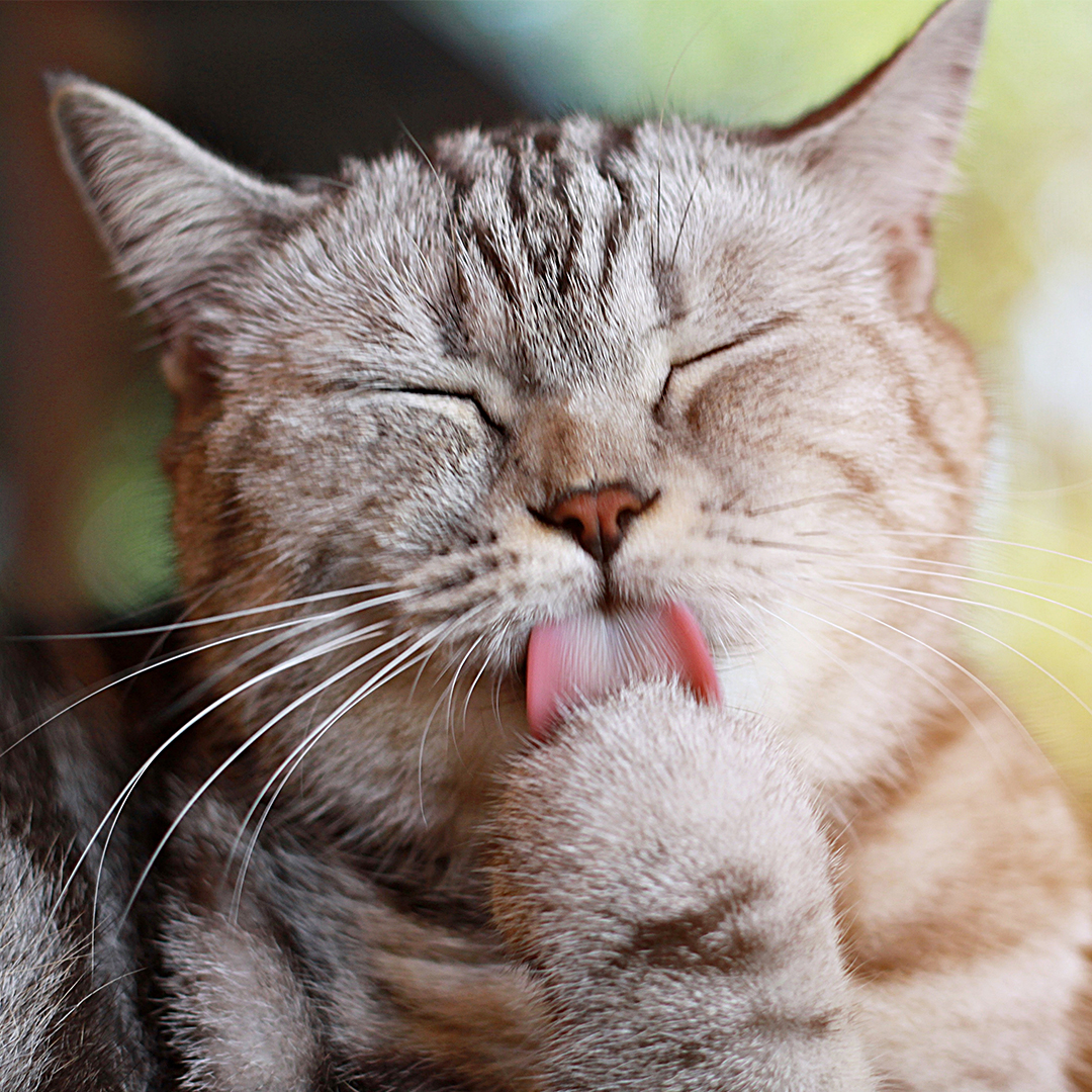 Leuke weetjes over de tong van je kat