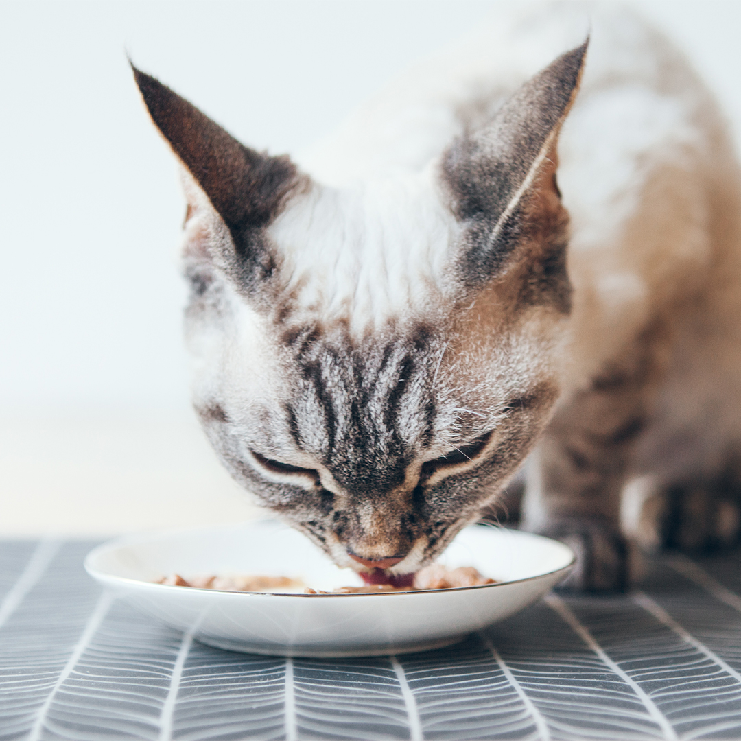 Mixed feeding bij katten; wat is dat precies?