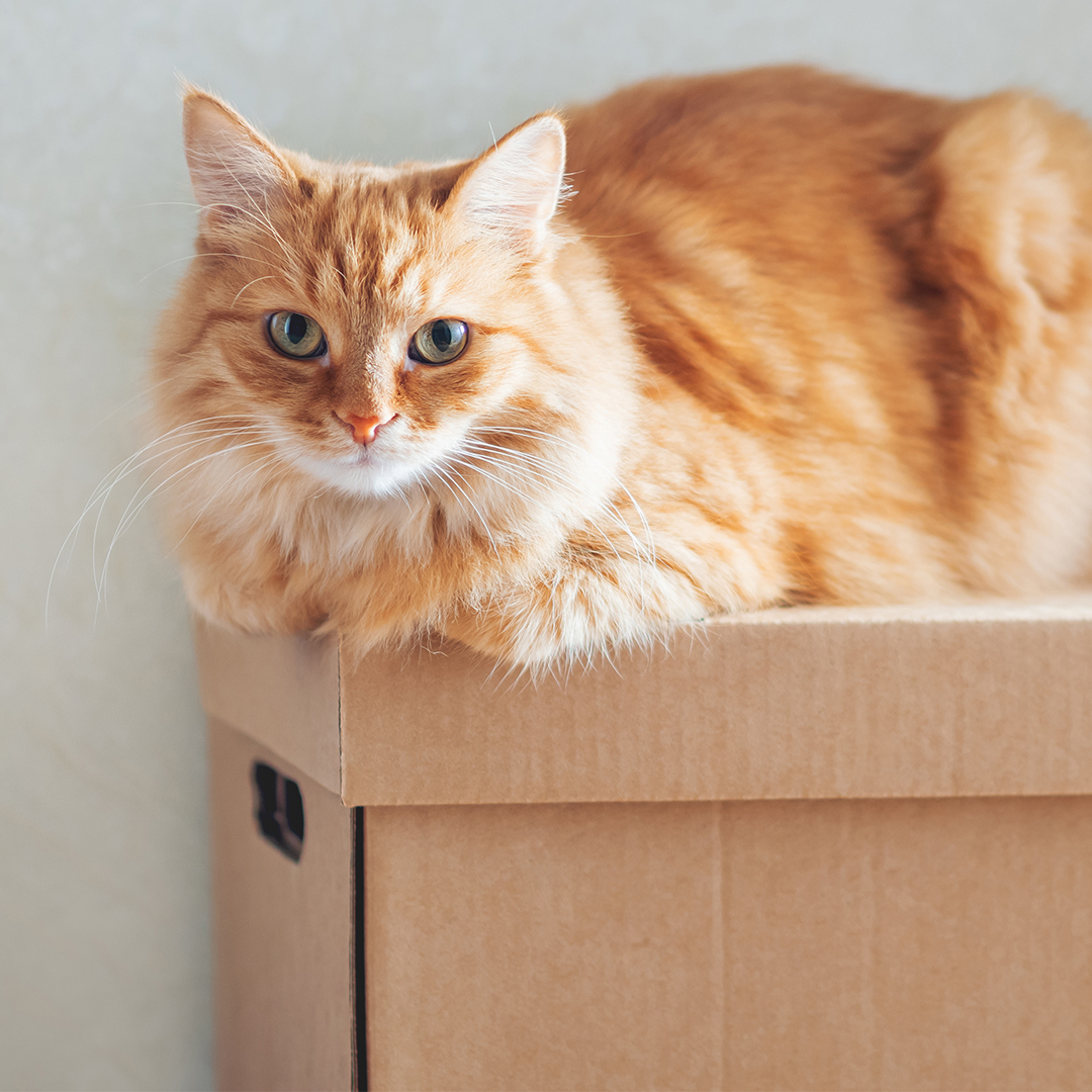 Verhuizen, een stressvolle gebeurtenis voor je kat