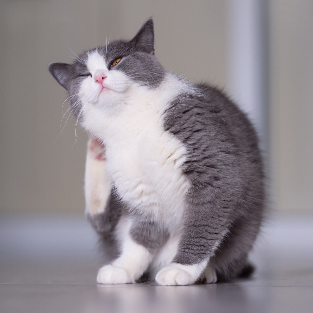 Waarom krabt mijn kat constant?