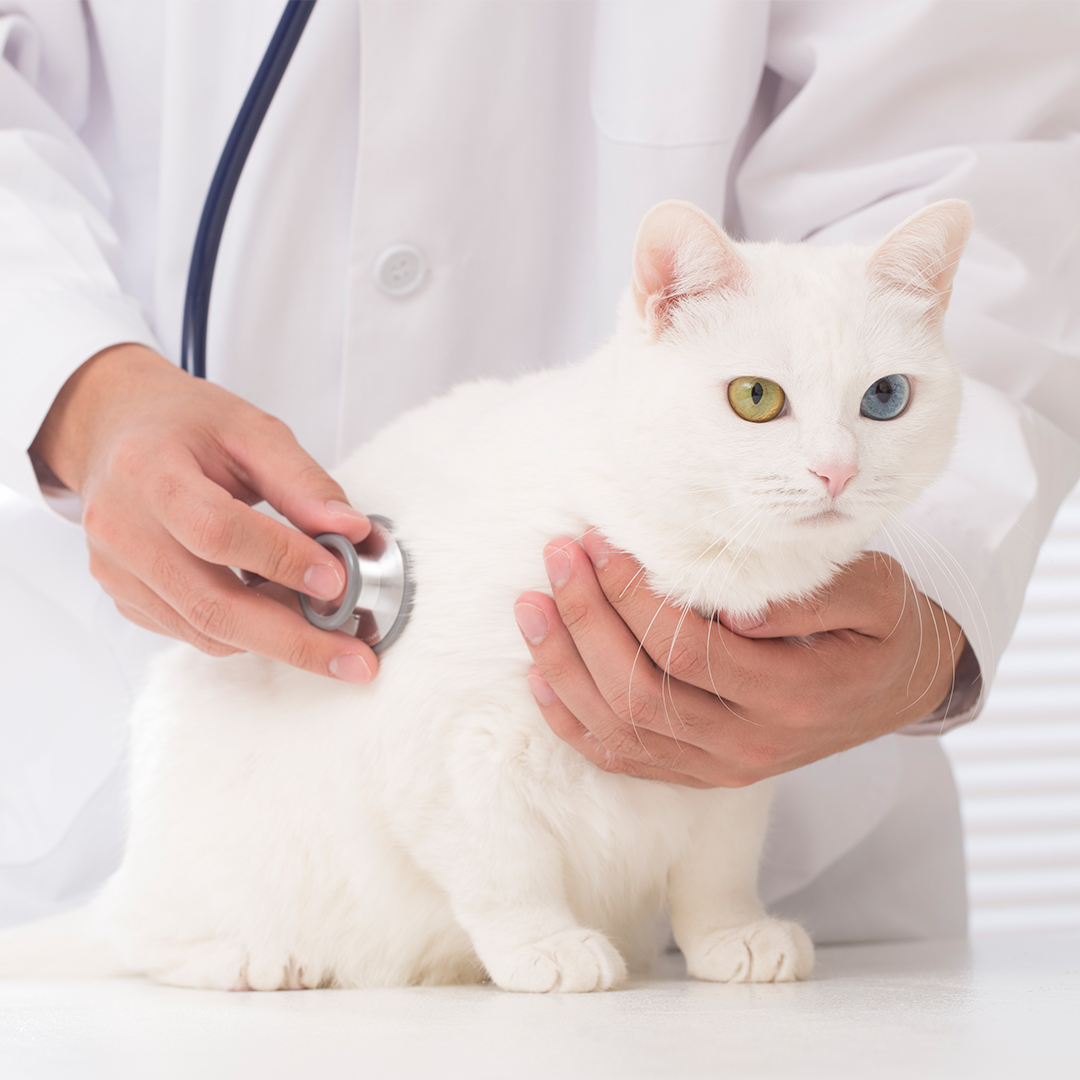 Waarom zou ik een kattenverzekering nemen?