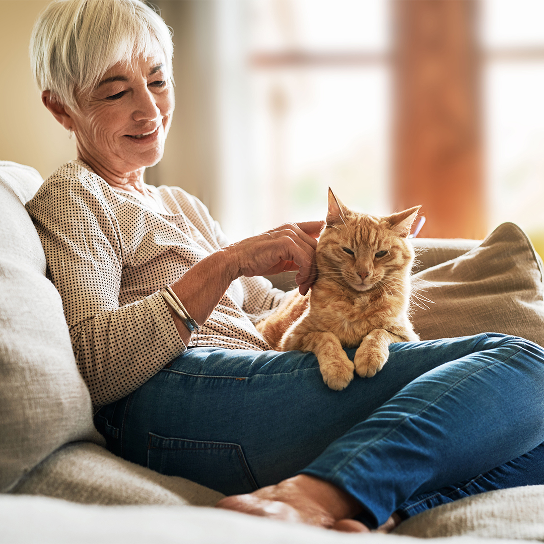 Waarom zou ik een oudere kat adopteren?
