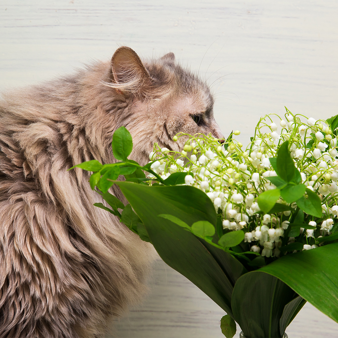 Welke bloemen en planten zijn giftig voor katten?