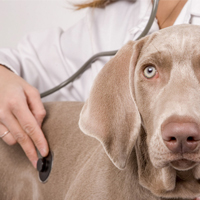 Voor- en nadelen van sterilisatie/castratie honden