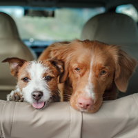 Hond mee in de auto, waar moet je op letten?